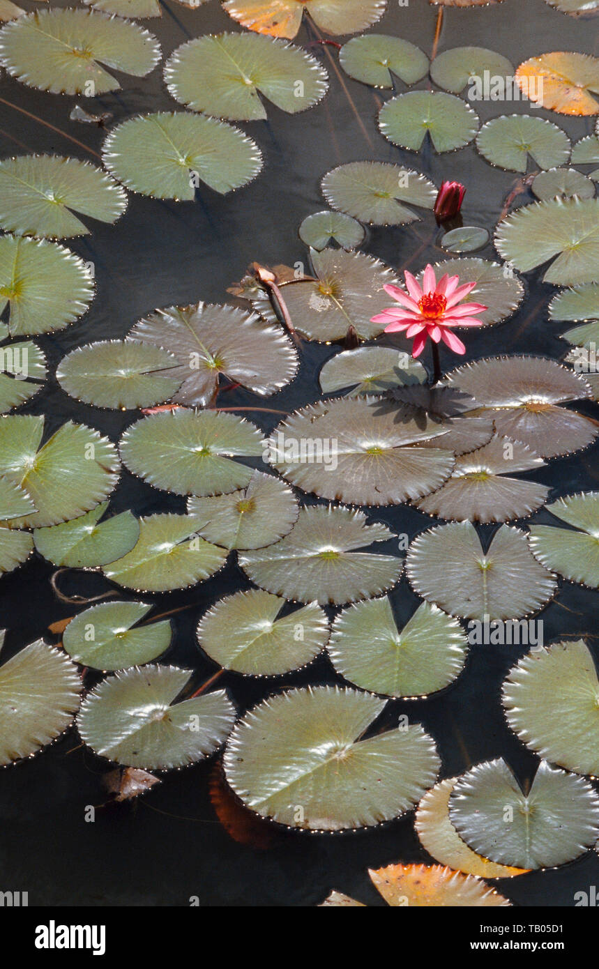 Giglio di acqua 'Telipok' Nymphaea lotus, Singapore Foto Stock