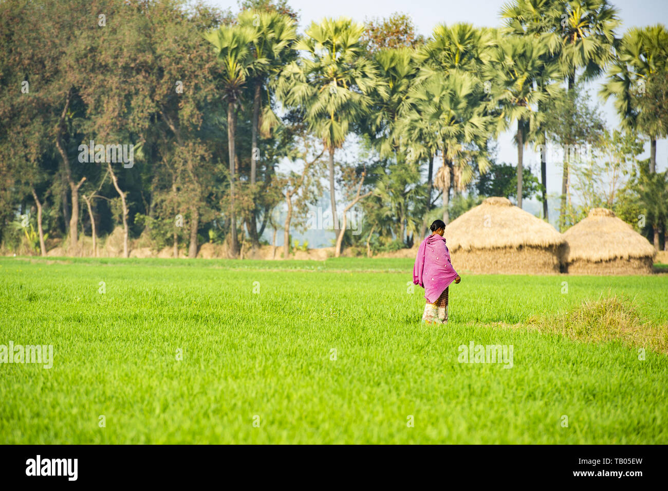 Una Donna vestita con il tradizionale sari indiani, è percorribile a piedi attraverso un bel verde campo di riso, piccole baite e palme in background. Hampi. Foto Stock