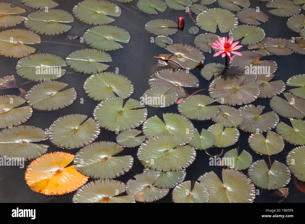 Giglio di acqua 'Telipok' Nymphaea lotus, Singapore Foto Stock