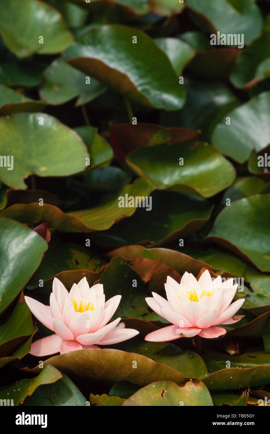 Water Lilies, Nymphaea marliacea carnea "' deciduo perenne impianto acqua Foto Stock