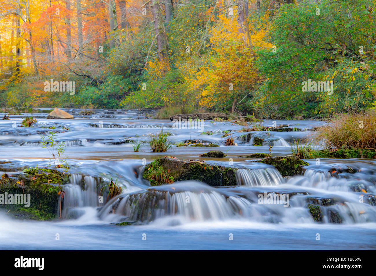 I colori dell'autunno, rapids lungo Abrams creek, Great Smoky Mountains National Park, TN, Stati Uniti d'America, da Bill Lea/Dembinsky Foto Assoc Foto Stock