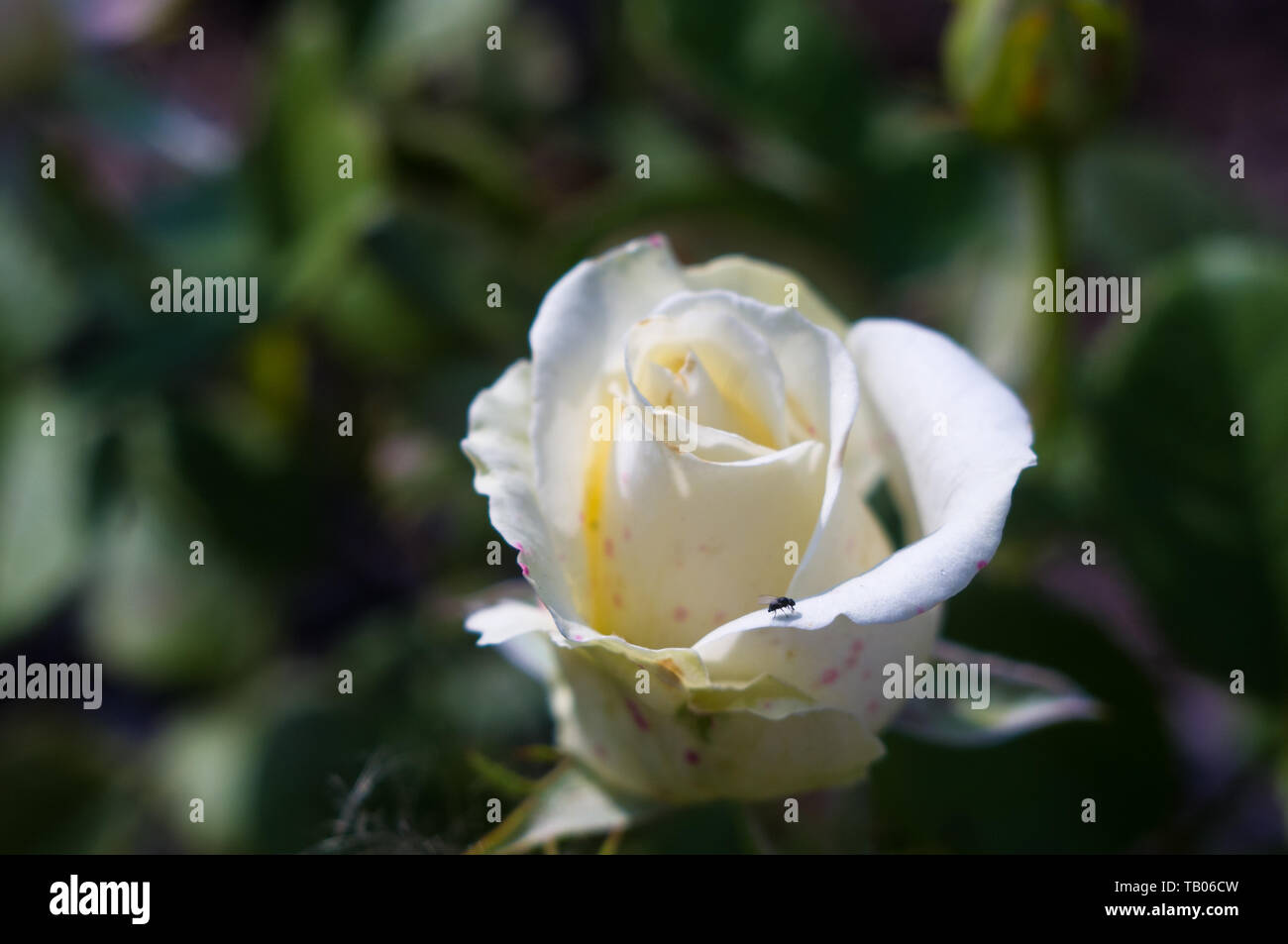 White Rose fiore su sfondo verde. La natura. Foto Stock