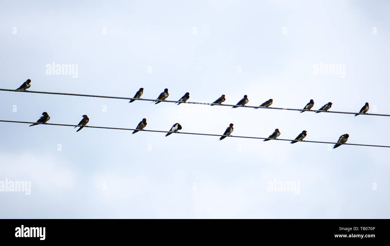 Gli uccelli sui fili Cool sfondo cielo Foto Stock