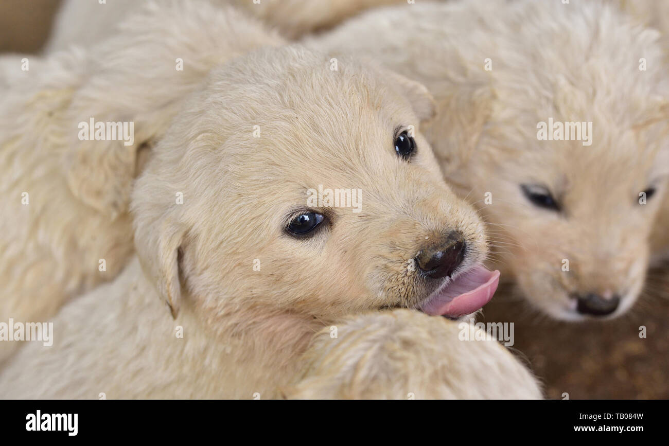 White poco adorabili cuccioli coccola fino a ciascun altro Foto Stock