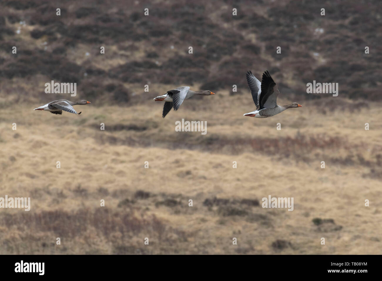 Tre oche Graylag (Anser anser) volando sopra la brughiera in Scozia Foto Stock
