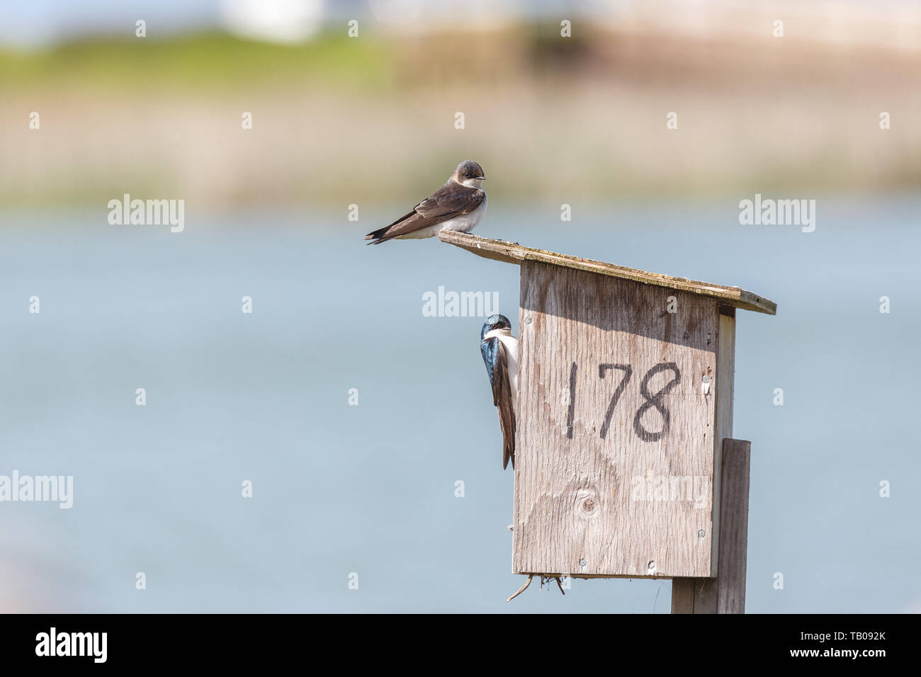 Tree swallow bird a Richmond BC Canada Foto Stock