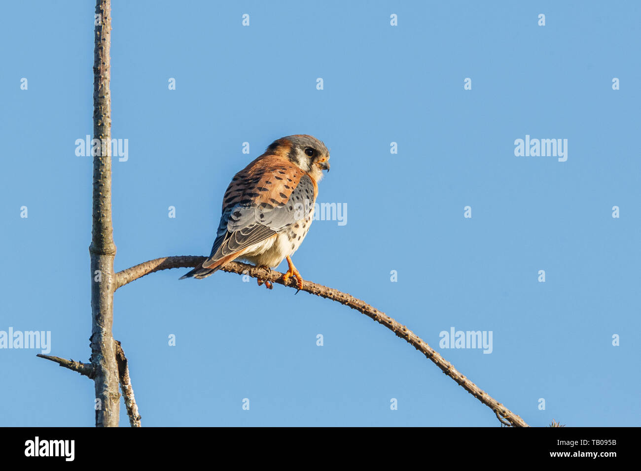 American gheppio bird in Burnaby, BC Canada Foto Stock