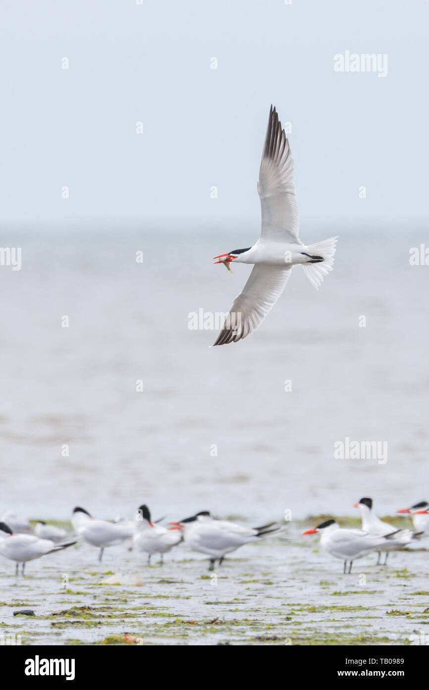 Caspian tern bird a Richmond BC Canada Foto Stock