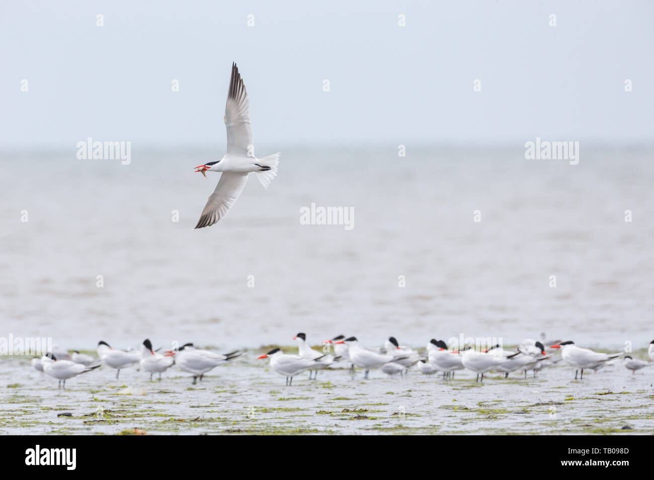 Caspian tern bird a Richmond BC Canada Foto Stock