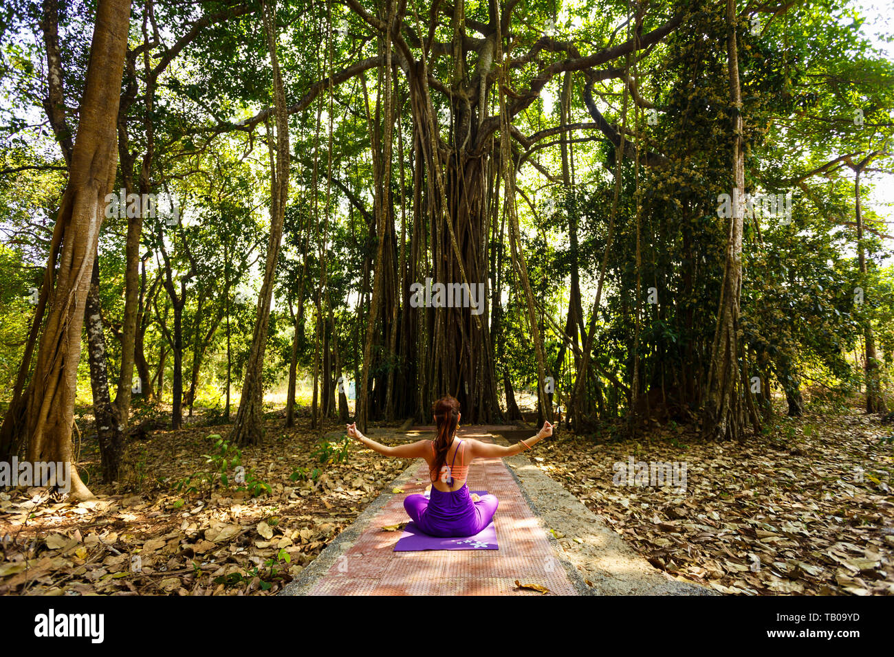 La donna le pratiche yoga in una giungla sullo sfondo di un grande albero. Banyan Tree. Foto Stock