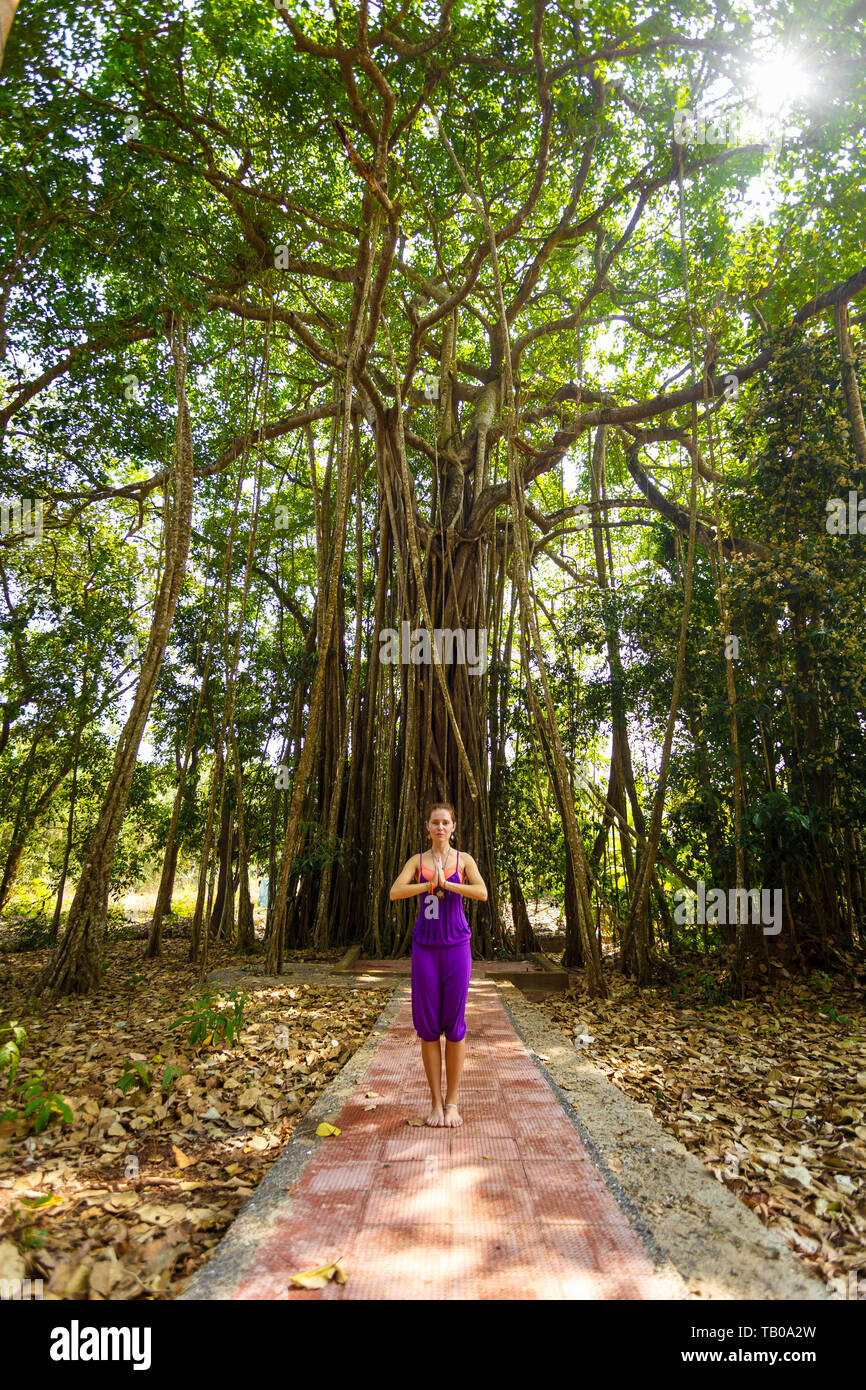 La donna le pratiche yoga in una giungla sullo sfondo di un grande albero. Banyan Tree. Foto Stock