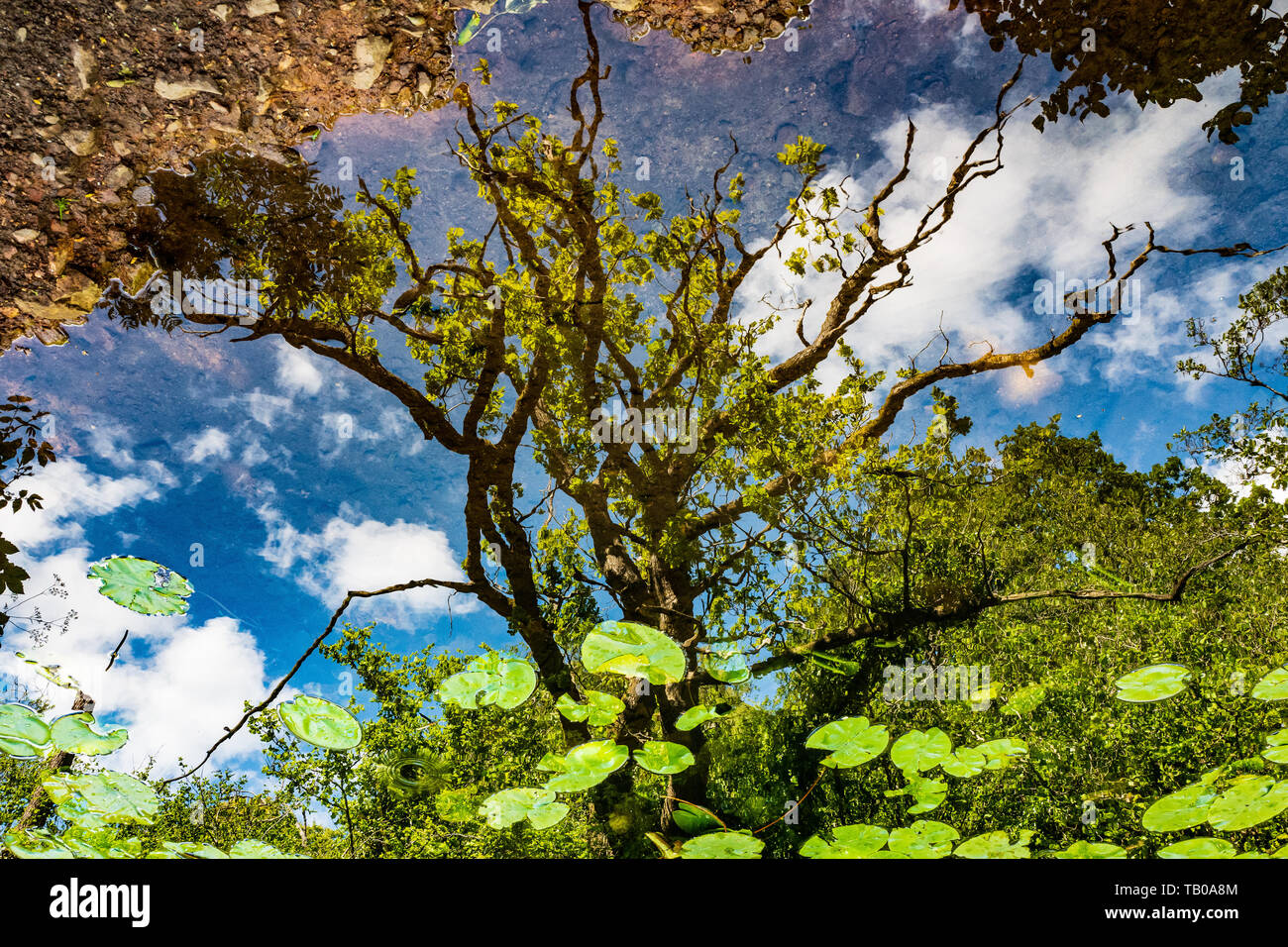Riflessioni in acqua Foto Stock