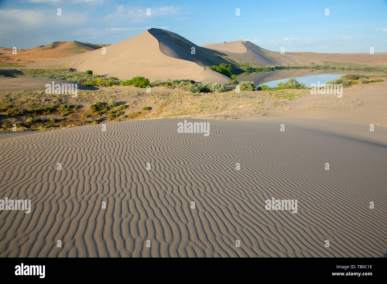 Dune, Bruneau Dunes State Park, Snake River Rapaci National Conservation Area, Idaho Foto Stock
