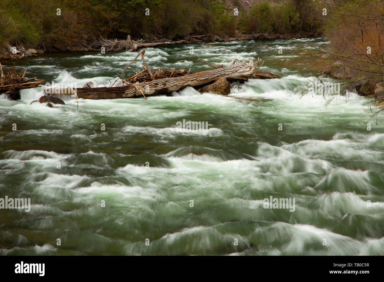 Pesce Creek, pesce Creek State Park, Montana Foto Stock