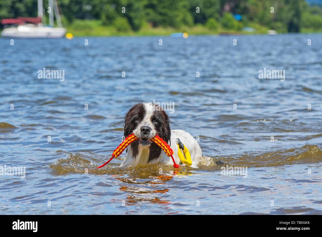 Landseer è addestrato come acqua salvataggio cane Foto Stock