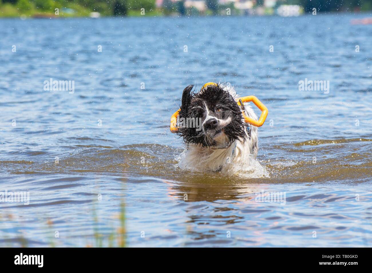 Landseer è addestrato come acqua salvataggio cane Foto Stock