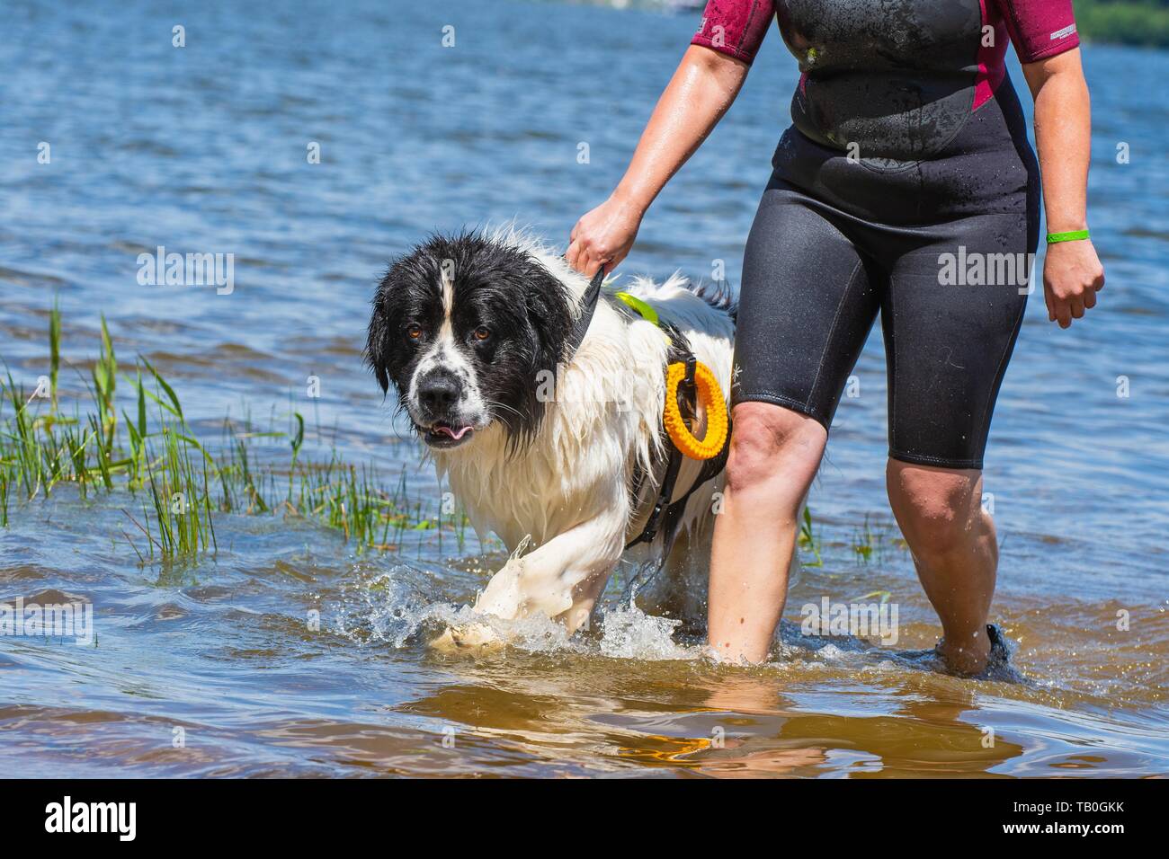 Landseer è addestrato come acqua salvataggio cane Foto Stock
