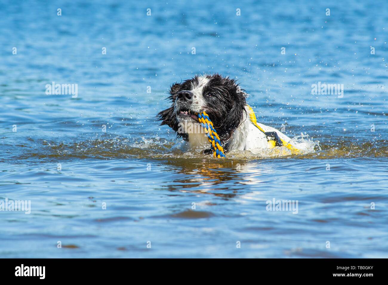 Landseer è addestrato come acqua salvataggio cane Foto Stock