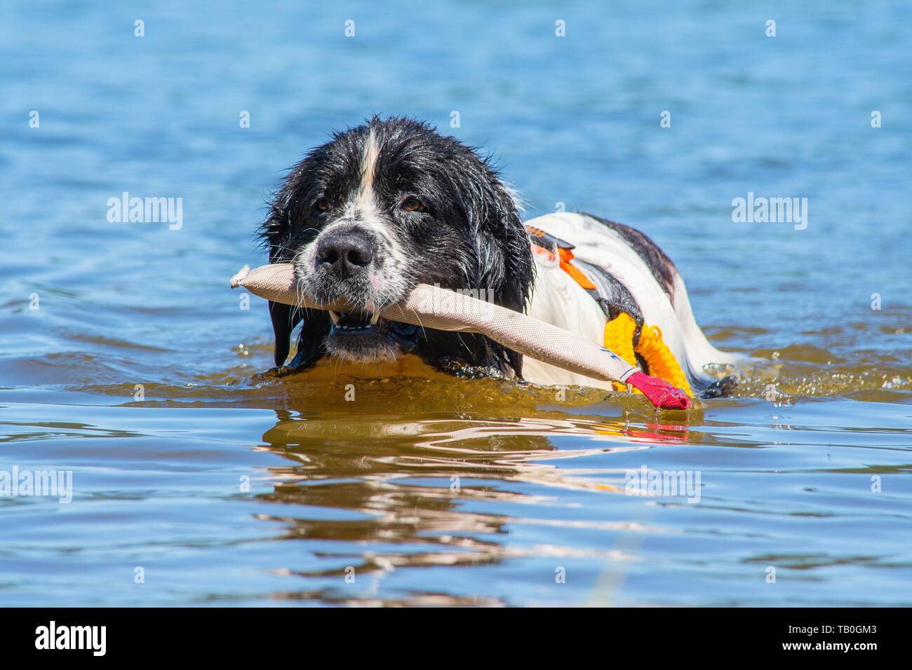 Landseer è addestrato come acqua salvataggio cane Foto Stock