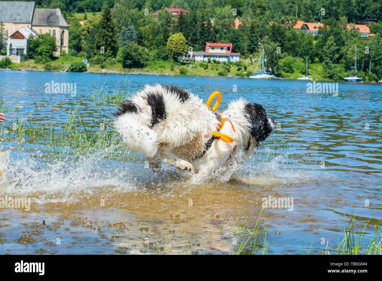 Landseer è addestrato come acqua salvataggio cane Foto Stock