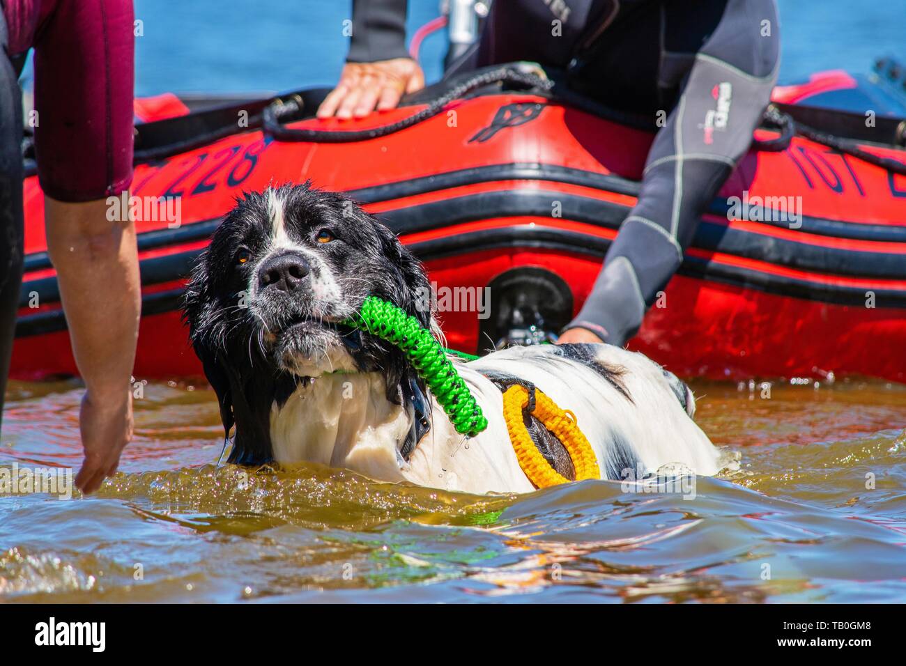 Landseer è addestrato come acqua salvataggio cane Foto Stock