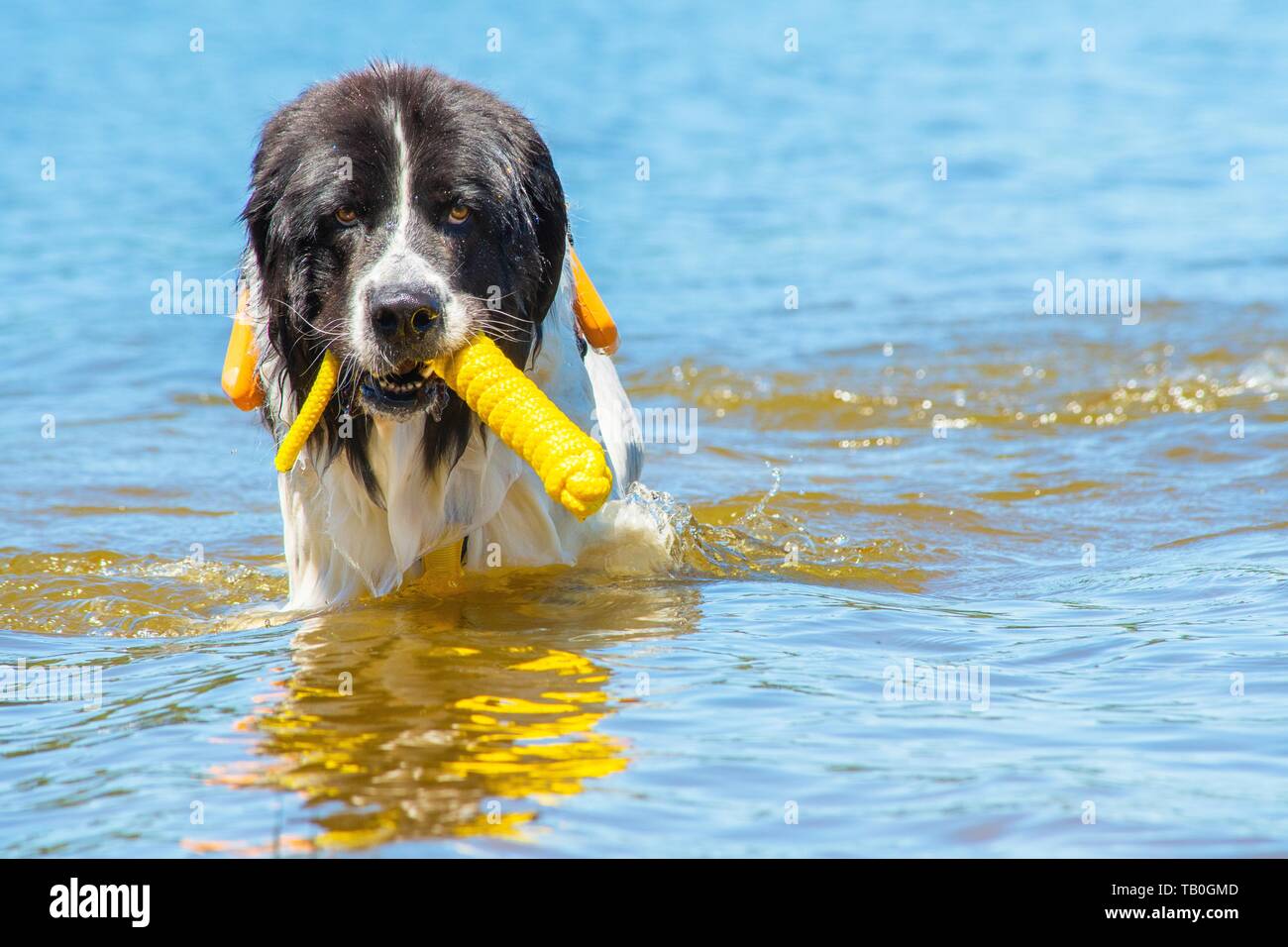 Landseer è addestrato come acqua salvataggio cane Foto Stock