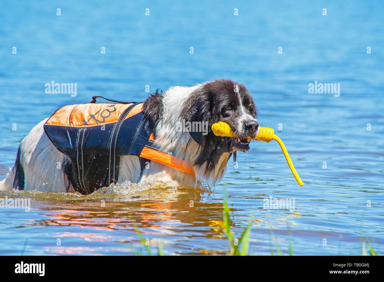 Landseer è addestrato come acqua salvataggio cane Foto Stock