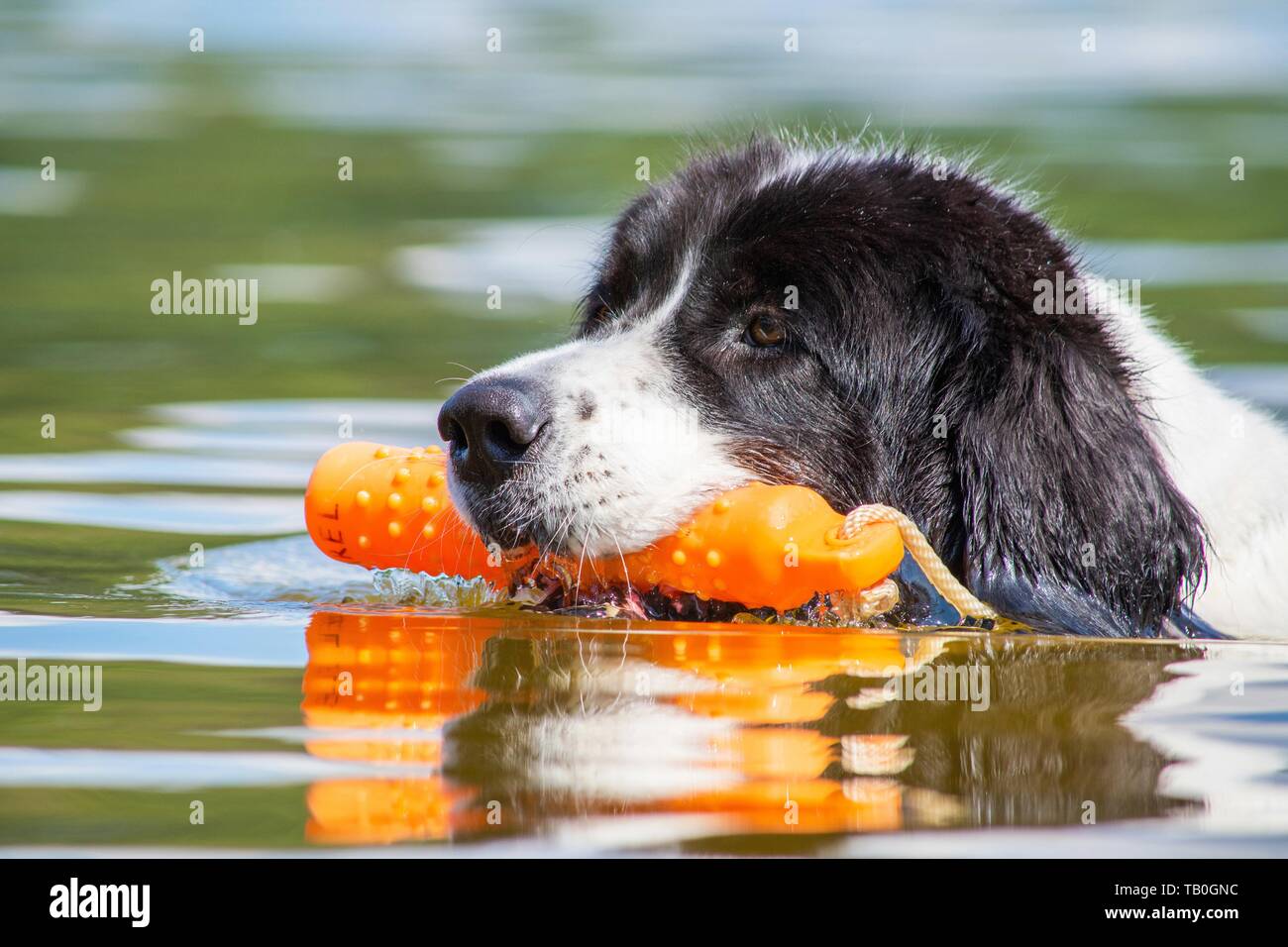 Landseer è addestrato come acqua salvataggio cane Foto Stock