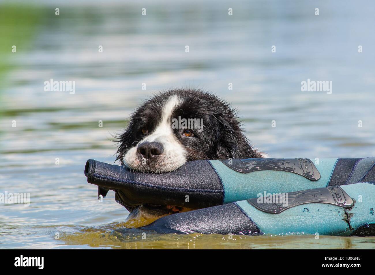 Landseer è addestrato come acqua salvataggio cane Foto Stock