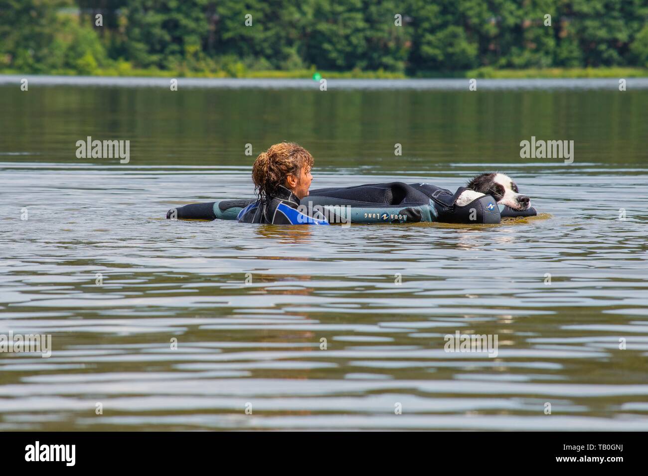 Landseer è addestrato come acqua salvataggio cane Foto Stock