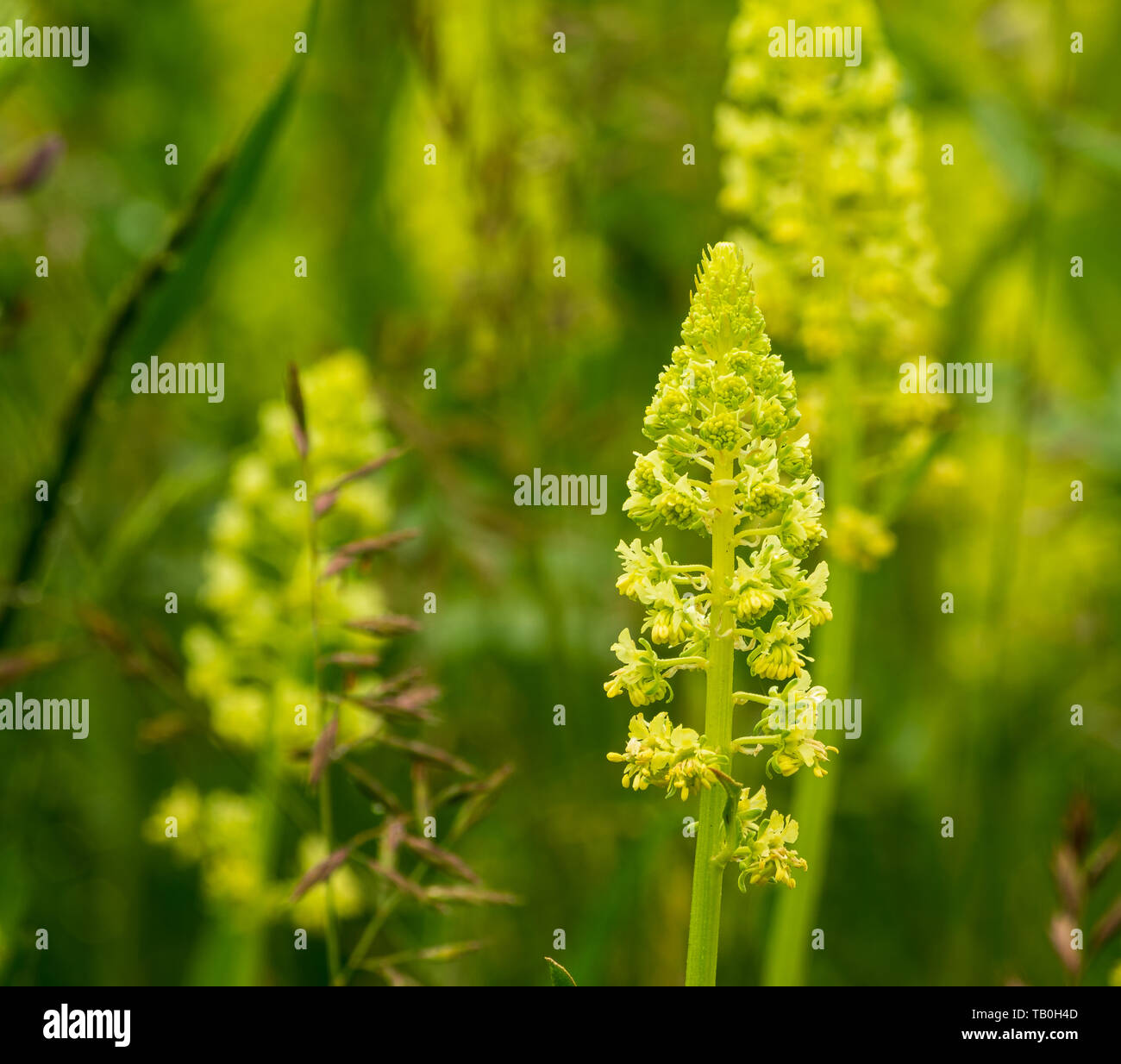 Reseda lutea - il giallo mignonette o wild mignonette - è una specie di fragrante pianta erbacea nativo di Eurasia e Africa del Nord. Le sue radici sono Foto Stock
