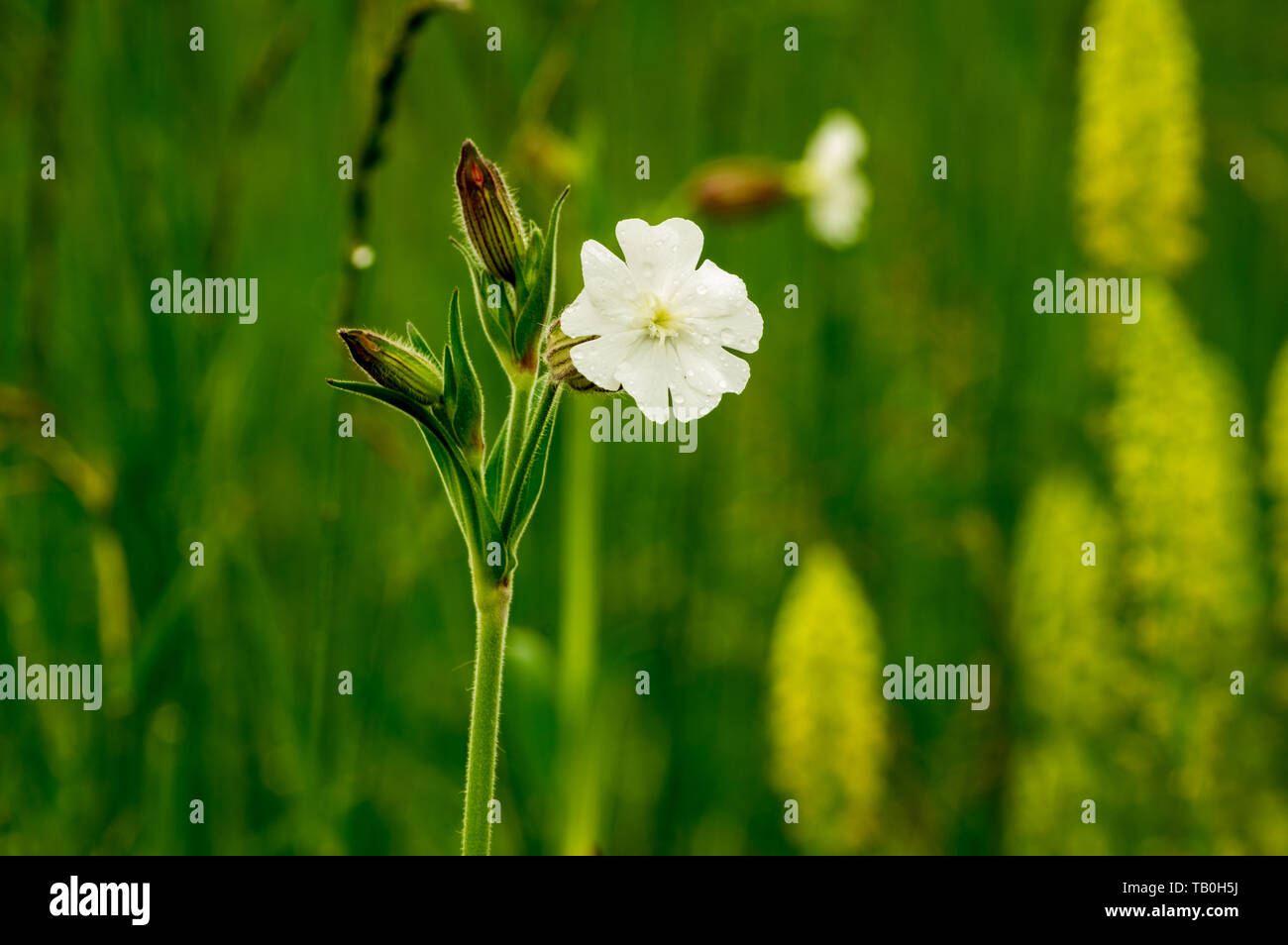 Primo piano di un unico fiore di Silene latifolia (ex Melandrium album), il bianco campion è un dioica pianta flowering in famiglia Caryophylla Foto Stock