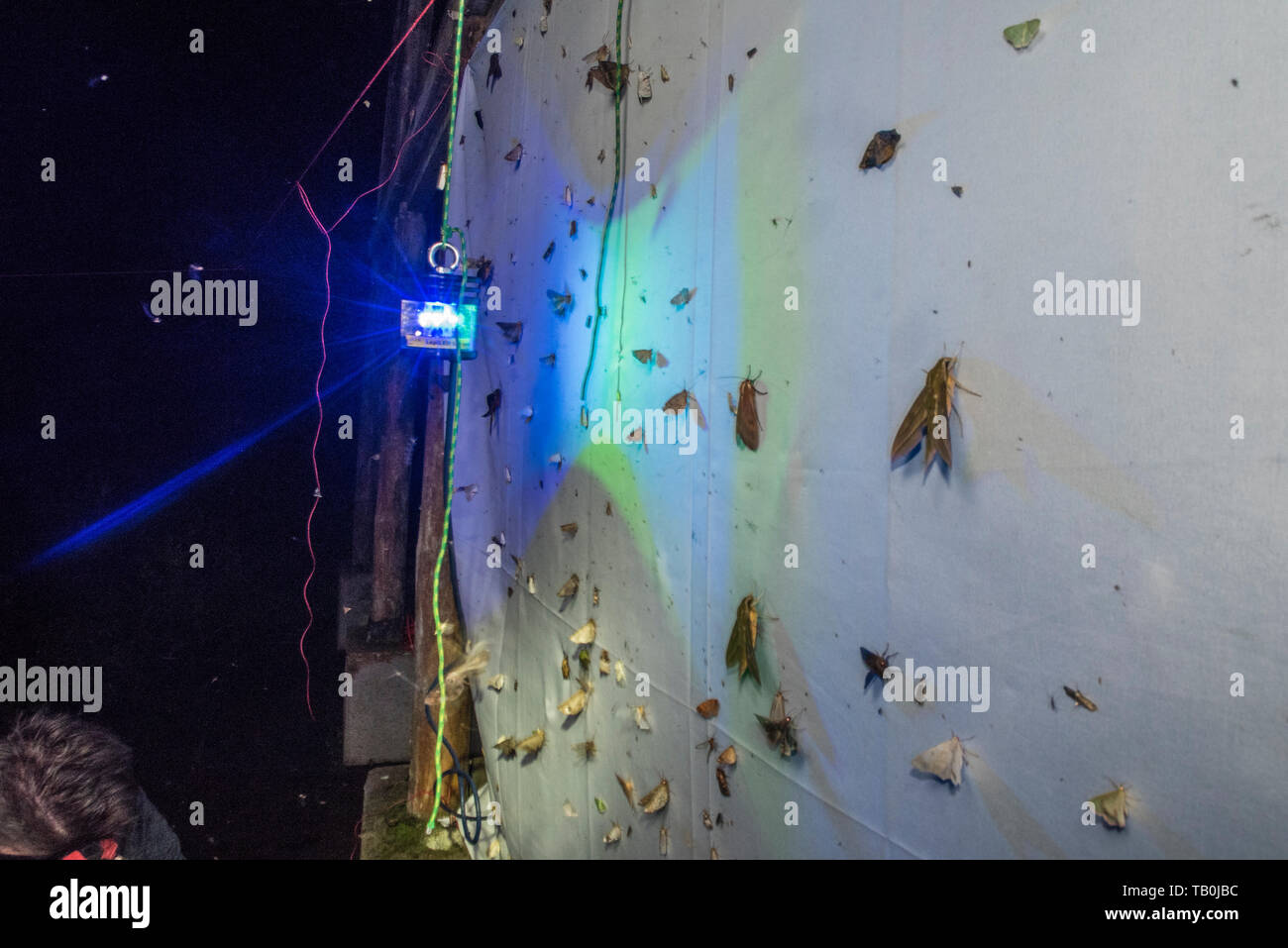 Misurazione della biodiversità falena utilizzando una lampada UV per attirare falene ad un foglio di notte nel Cloud ecuadoriana foresta. Importanti come gli insetti sono in declino. Foto Stock