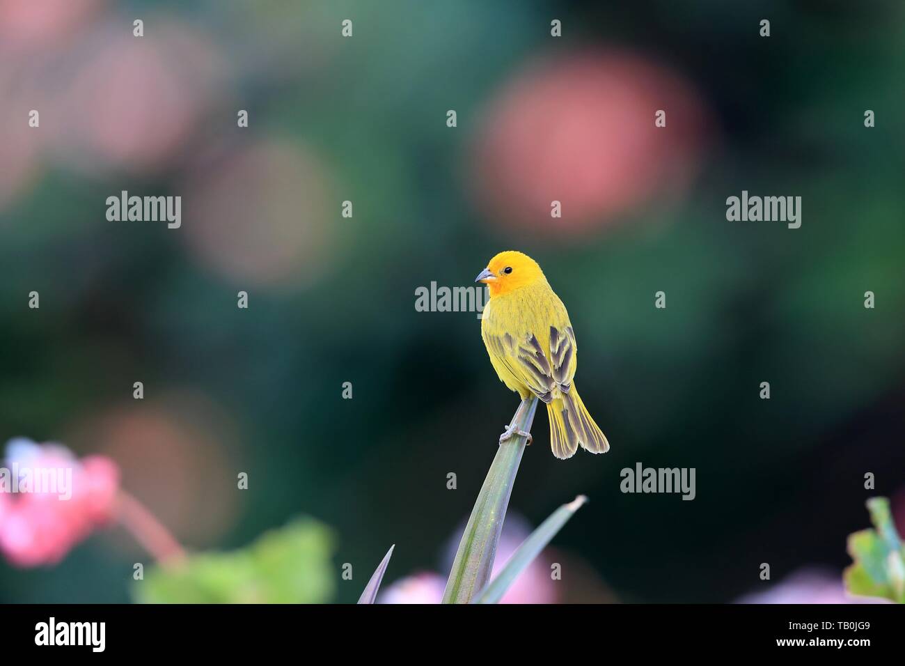 Lo zafferano finch Foto Stock