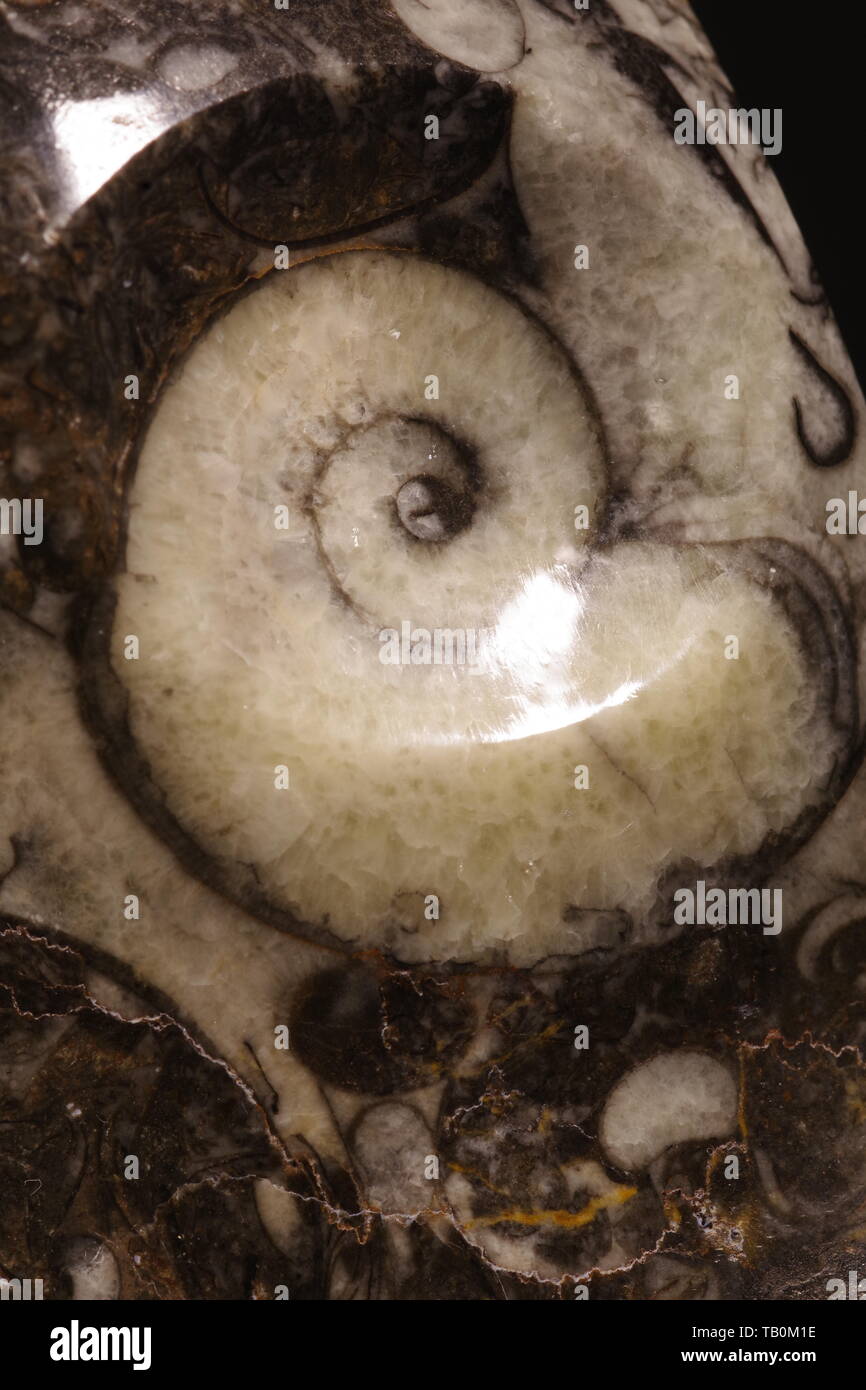 Ammonita ornamentali fossile, in bianco e nero la calcite. Foto macro, Devon, Regno Unito. Foto Stock