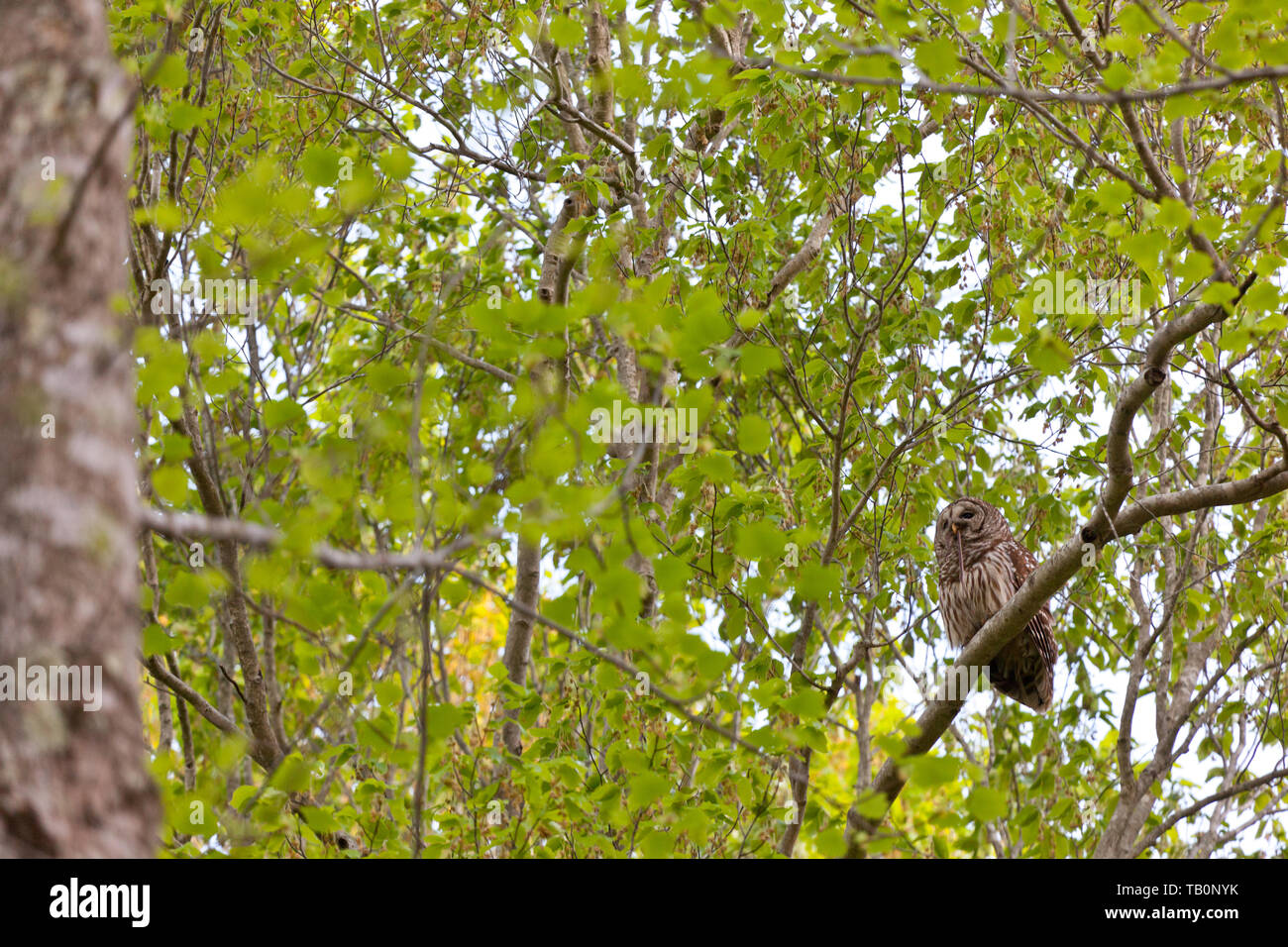 Owl all ombra degli alberi con snake in bocca Foto Stock