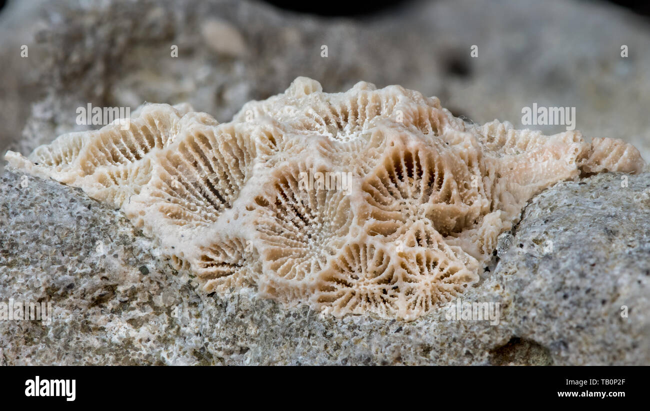 Un corallo fossile incastonato nella roccia. Foto Stock