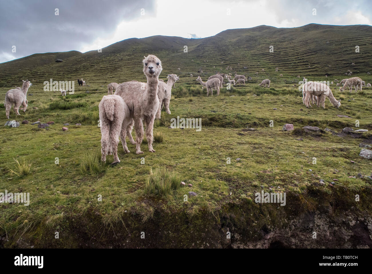 Una madre alpaca e il suo bambino, il giovane suckles alpaca. Il resto del branco lambisce attraverso le colline terrazzate. Foto Stock