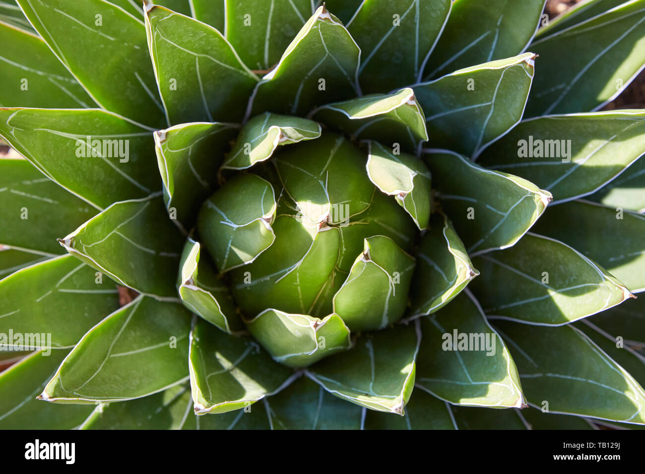 Agave regina pianta, ad alto angolo di visione sfondo nella luce solare Foto Stock