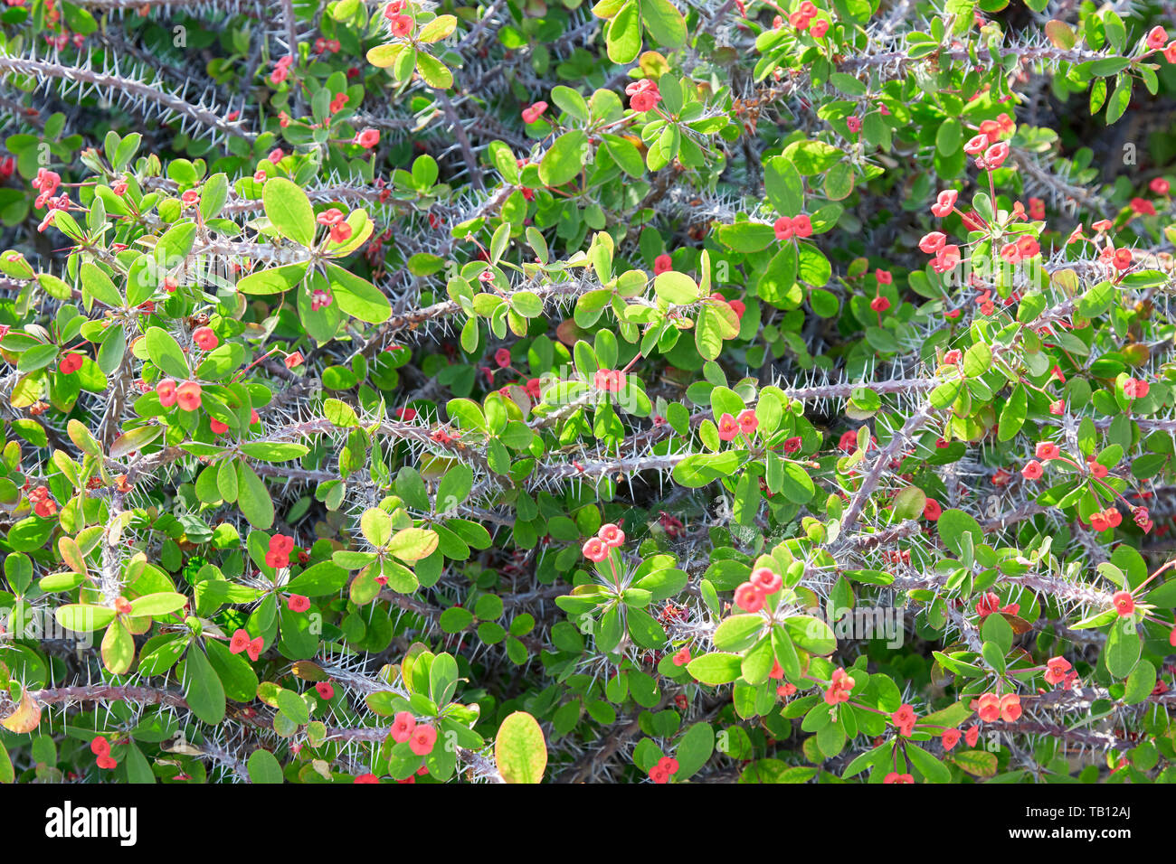 Euphorbia milii, la corona di spine, con fiori di colore rosso la texture di sfondo, la luce del sole Foto Stock