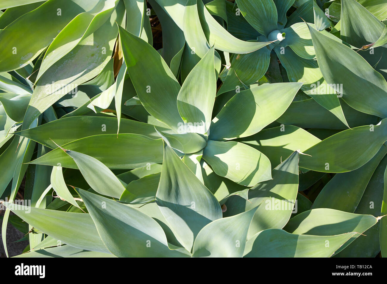 Aloe, le piante succulente sfondo nella luce solare Foto Stock