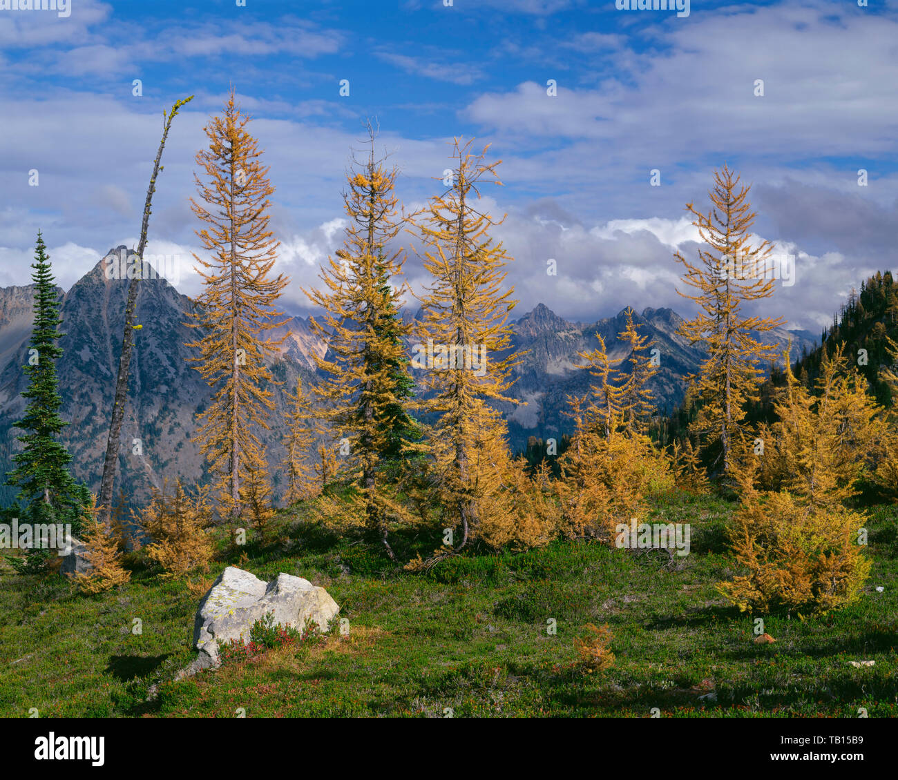 Stati Uniti d'America, Washington, Okanogan-Wenatchee National Forest, fall-colorata larice alpino picchi di cornice del centro-nord Cascades, dal vicino a Maple Pass. Foto Stock