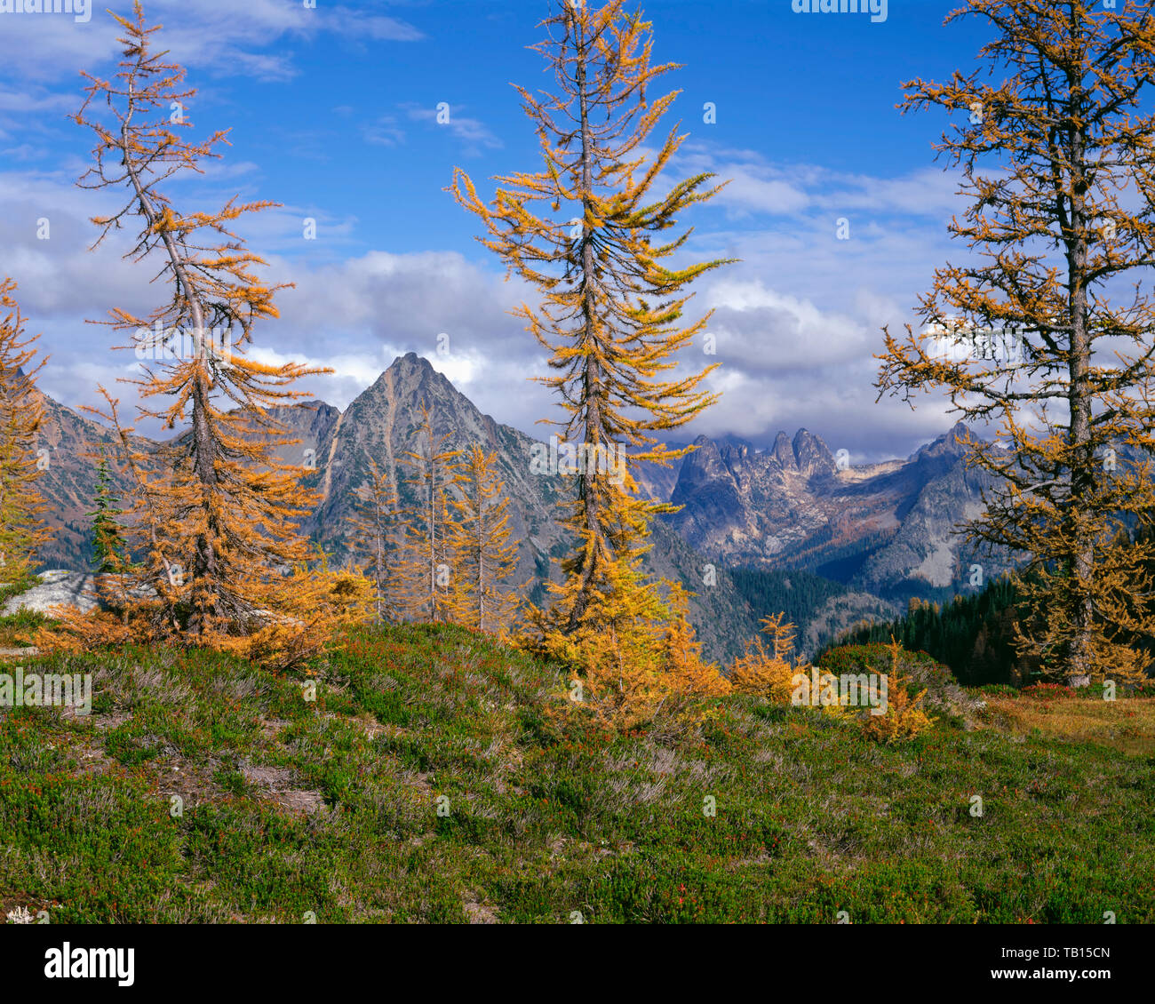 Stati Uniti d'America, Washington, Okanogan-Wenatchee National Forest, fall-colorata larice alpino picchi di cornice del centro-nord Cascades, dal vicino a Maple Pass. Foto Stock