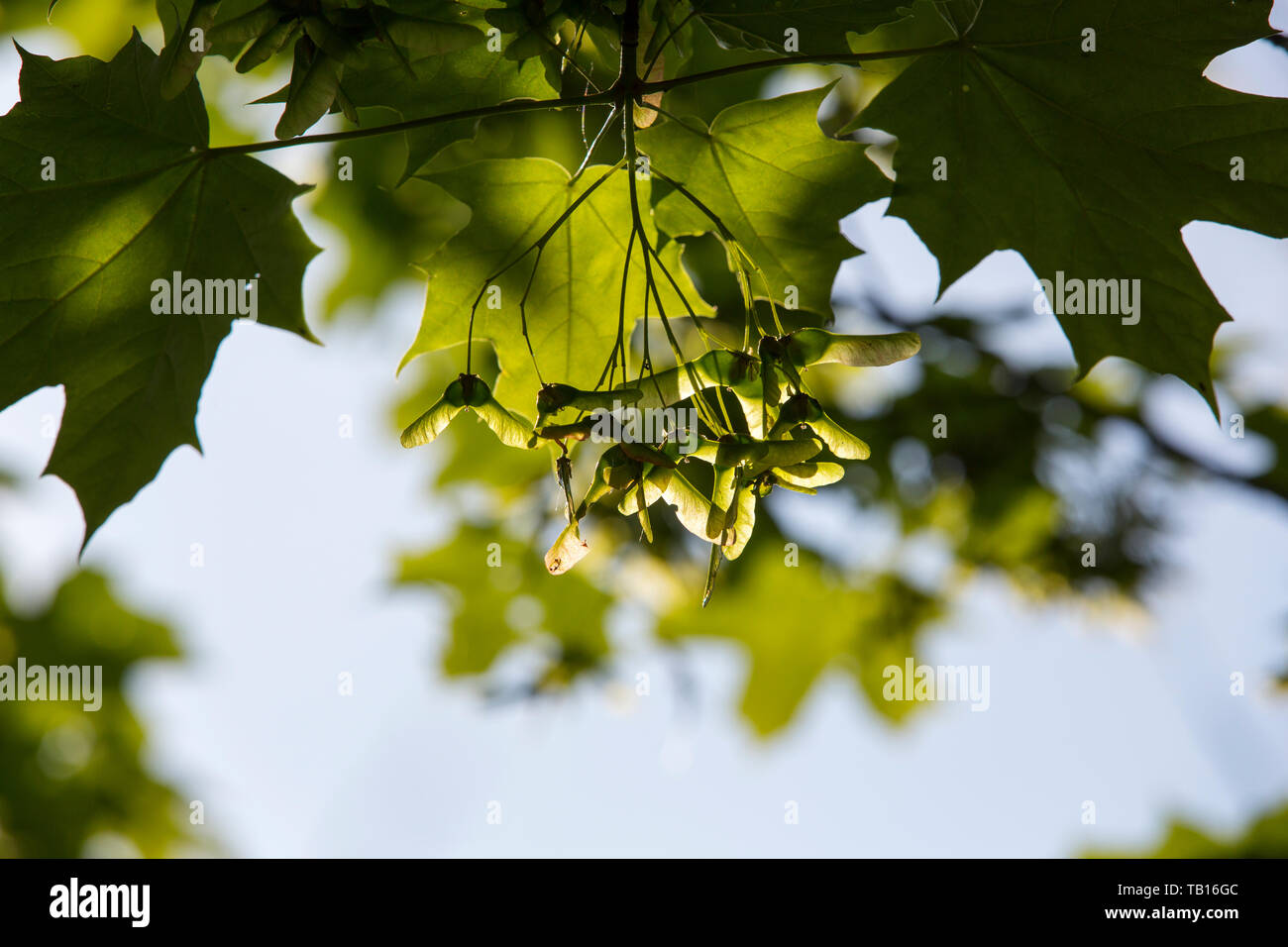 Tasti su un albero di acero. Foto Stock