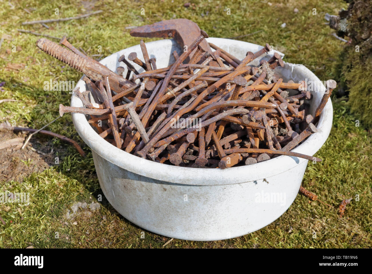 Rusty, curve retrò chiodi vengono impilati in un recipiente di plastica. Prato verde vicino al capannone rurale Foto Stock