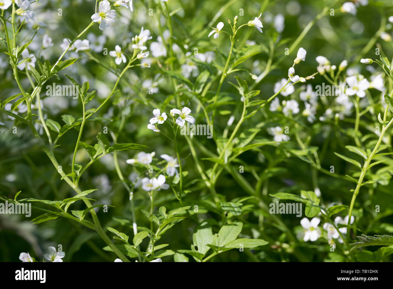 Bitteres Schaumkraut, Bitter-Schaumkraut, Falsche Brunnenkresse, Bitter-Schaumkraut, Bitterkresse, Wildkresse, Kressen-Schaumkraut, Cardamine amara, L Foto Stock