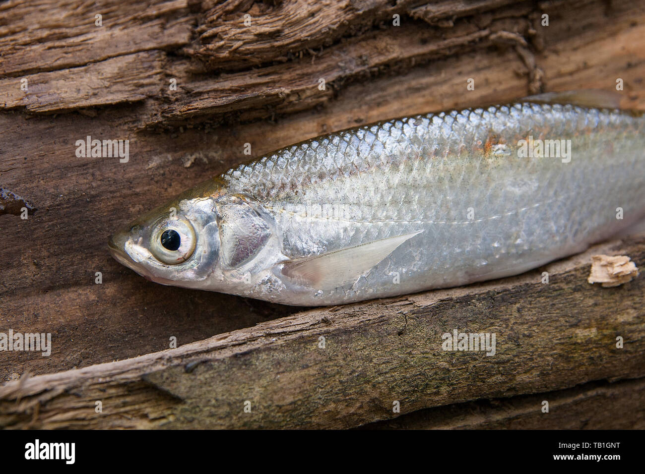 Pesci di acqua dolce appena preso dall'acqua. Alborelle su sfondo naturale. La cattura del pesce - comune tetro. Foto Stock