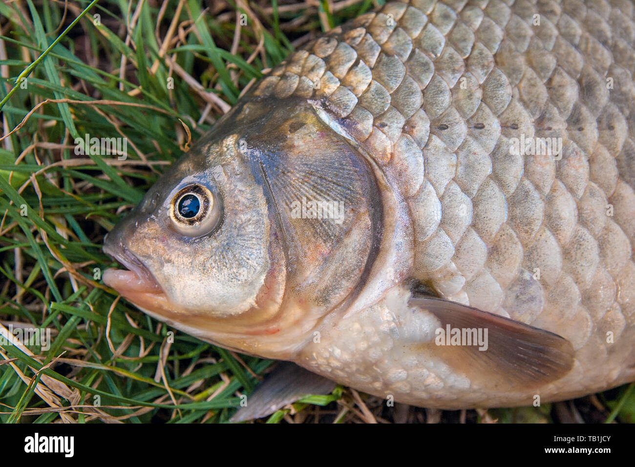 Pesci di acqua dolce appena preso dall'acqua. Singolo pesce carassio sul prato verde. La cattura del pesce - carassio. Foto Stock
