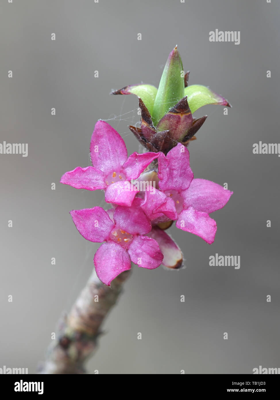 Daphne mezereum, comunemente noto come mezereum, mezereon, febbraio daphne, euforbia alloro o oliva euforbia Foto Stock