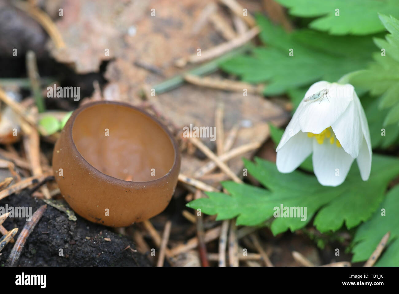 Dumontinia tuberosa, noto come the anemone cup, funghi selvatici dalla Finlandia Foto Stock